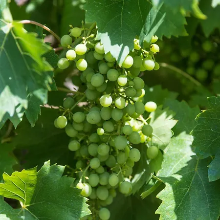 La Casa Dei Nonni Isola del Gran Sasso d'Italia